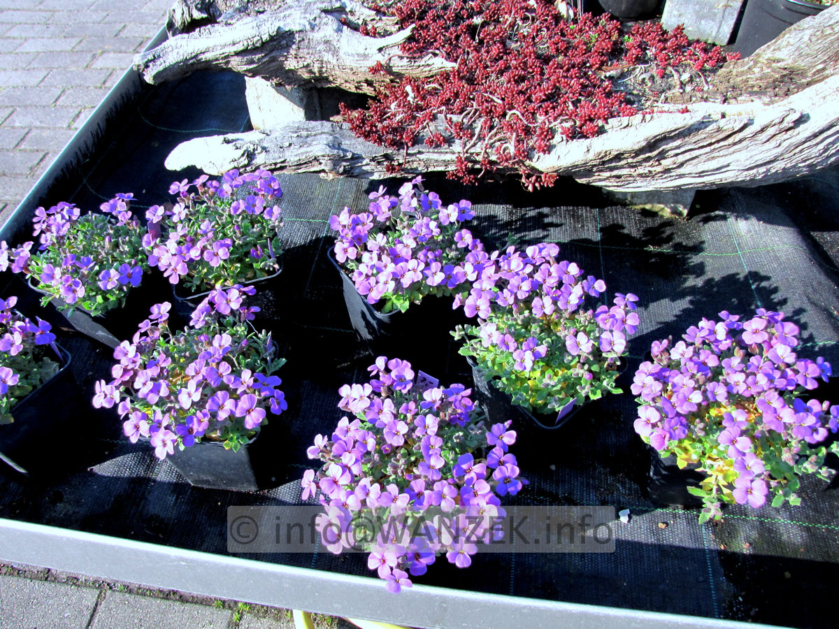 Aubrieta cultorum Blue Emperor 01 (zu lila).JPG